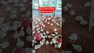 দুপুরে মুরগির ঘরের তাপমাত্রা নিয়ন্ত্রণ | গরমকালে ঠাণ্ডা রাখার BEST উপায় (২০২৬)
