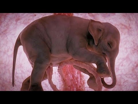 facts management 5 unbelievable cute animals before birth