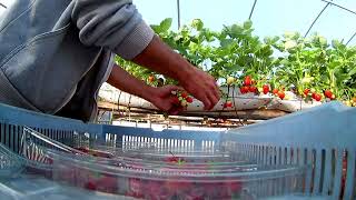 #быстро собрать клубнику #работа в англии #Super fast strawberry picking at work in England Scotland