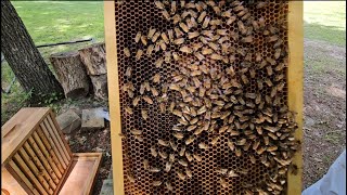 Hive inspections and Info on Bees