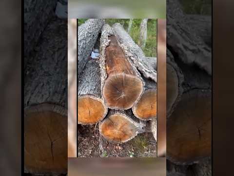 Бесхозяйственность древесина гниёт в лесу#новости
