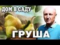 Груша - правильная прививка, обрезка и уход - я 20 лет как садовод