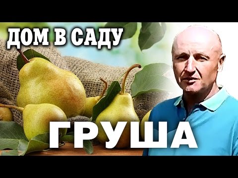 Груша правильная прививка, обрезка и уход я 20 лет как садовод