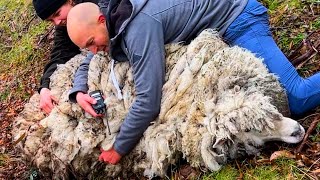 This Wild Sheep Was Covered In 55 Pounds Of Wool Makes Most Amazing Transformation