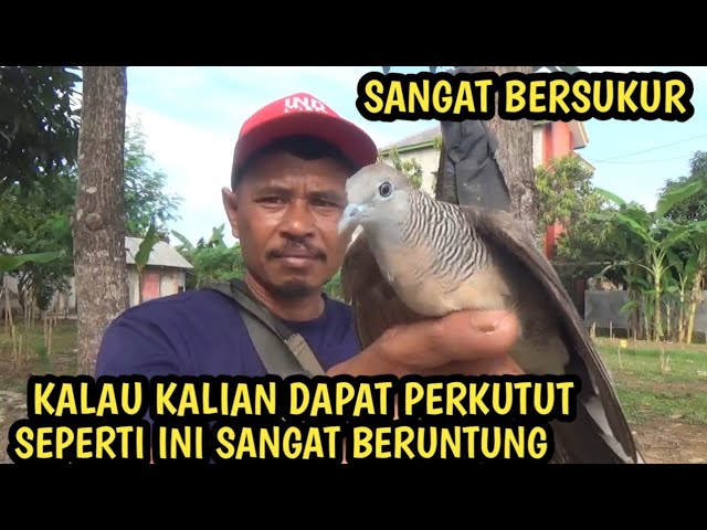 momen menegangkan tes sangkar merbuk baru dapat perkutut istimewa class=