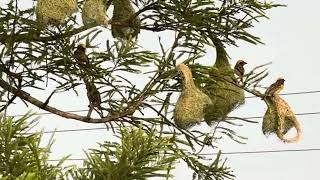 WEAVER BIRDS  MAKING  NEST#viralvideo #wildlife #birds #4k #jungle #trending
