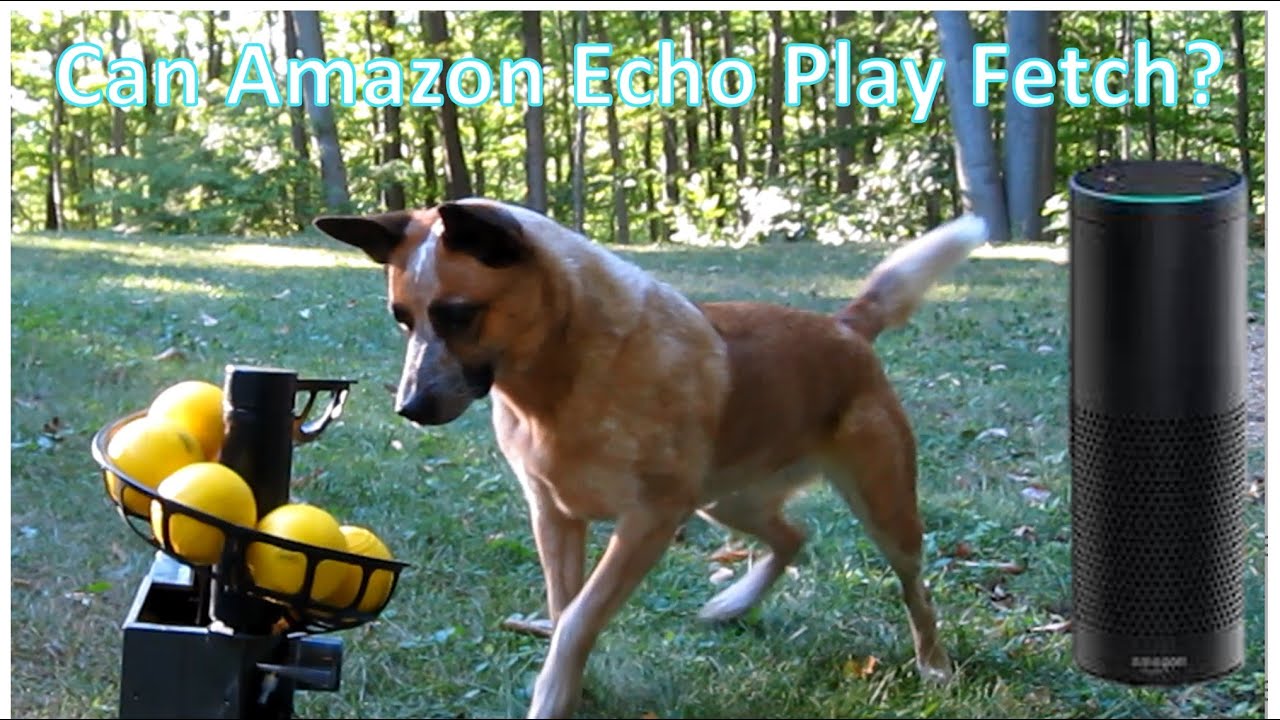 best dog fetch machine