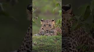 Leopard: - Why Are You Staring At Me?