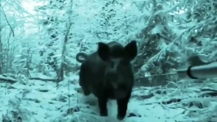 the moment when wild boars attack hunters!