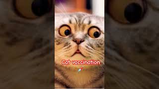 cat vaccination | funny reaction| cat funny video | cat funny moments ytshorts  shorts