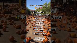 Peltzer Pumpkin Farm in Temecula Valley Wine Country 🎃🌄🍂🚂🎪🍇🎻 #visittemecula #temecula #short