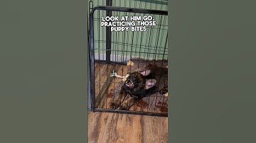 Our Puppy Just Discovered His Teeth… And Now We’re in Trouble! 😳