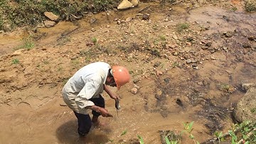 Đi Hái Diếp Cá Dại Tình Cờ Gặp Cao Thủ Bắt Chuột Đồng |