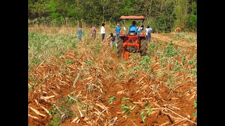 ผานขุดมัน สำหรับรถแทรกเตอร์ 30 แรงขึ้นไป (CASSAVA DIGGER CHANG KID) 085-373-3468, 064-969-6239