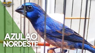 BELO CANTO DO AZULÃO DO NORDESTE - Áudio para Encarte / Treino / Esquentar !!! screenshot 5