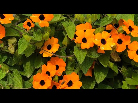 Video: Mimulus Za Balkone, Lonce I Cvjetnjake