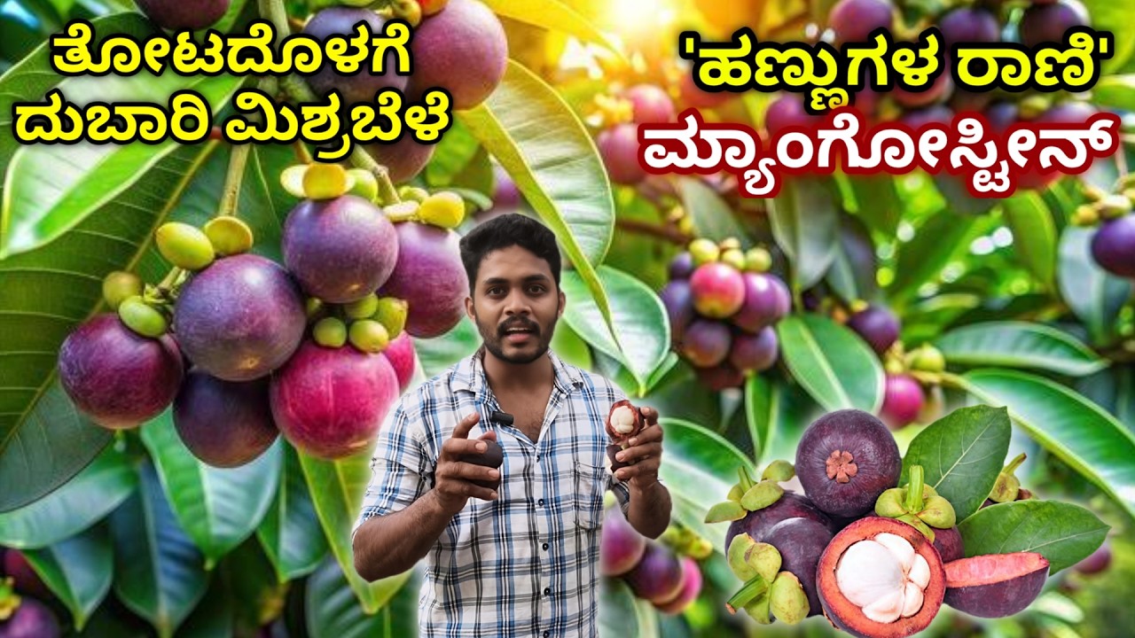 ಹೆಚ್ಚು ಆದಾಯ ಕೊಡುವ ಮ್ಯಾಂಗೋಸ್ಟೀನ್ ಕೃಷಿ. ಮಿಶ್ರಬೆಳೆಗೆ ಉತ್ತಮ. Mangosteen farming