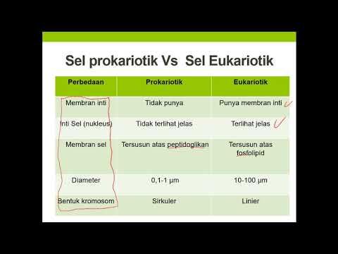 Video: Mengapakah sel prokariotik lebih kecil daripada eukariotik?