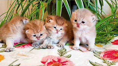 Video 3168001: british golden chinchilla cat, eyes kitten