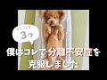 【犬の分離不安症の治し方】ポイントは3つ!僕が分離不安を克服した方法