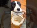 This Dog Helped His Injured Owner 🐶❤️ #DogLovers #HeroDog