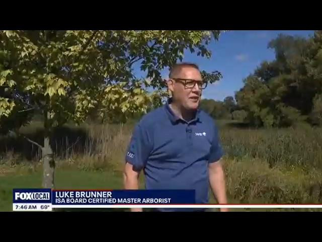 Fall Color in Detroit May Be Muted Due To Dry Summer