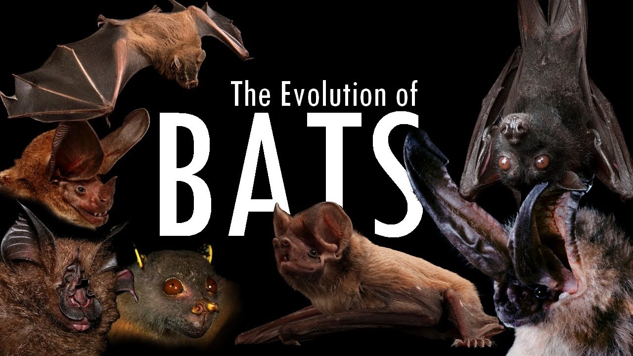 Bats evolution timeline