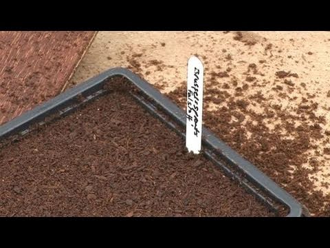 Comment planter des graines dans une graine Tray