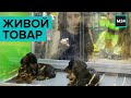 Живой товар. Специальный репортаж - Москва 24