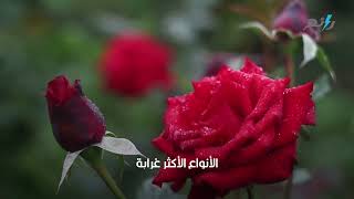 تعرف على سحر وغموض أفضل 15 زهرة سوداء