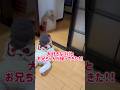 大好きなパパとお兄ちゃんが帰ってきた!!#shorts #赤ちゃん #baby