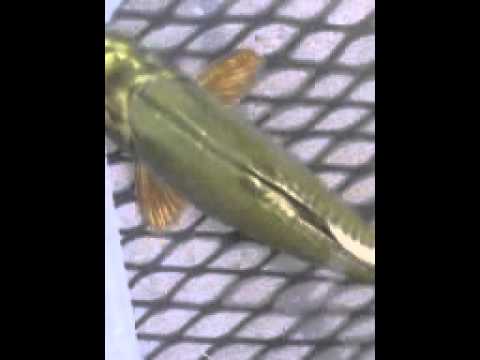 Green Koi?????? - YouTube