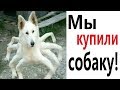 Лютые приколы. МЫ КУПИЛИ СОБАКУ!!! Попробуй не засмеяться! РЖАКА ДО слёз! – Domi Show!