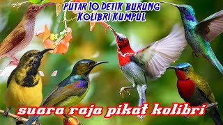 suara pikat burung kolibri paling ampuh dan manjur sepah raja korlap sogon konin dan kowul jt41