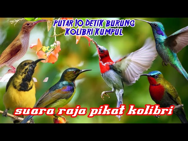suara pikat burung kolibri paling ampuh dan manjur sepah raja korlap sogon konin dan kowul jt41 class=