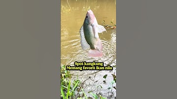 Spot kangkungan menjadi tempat favoritnya ikan nila #youtobeshorts #mancing