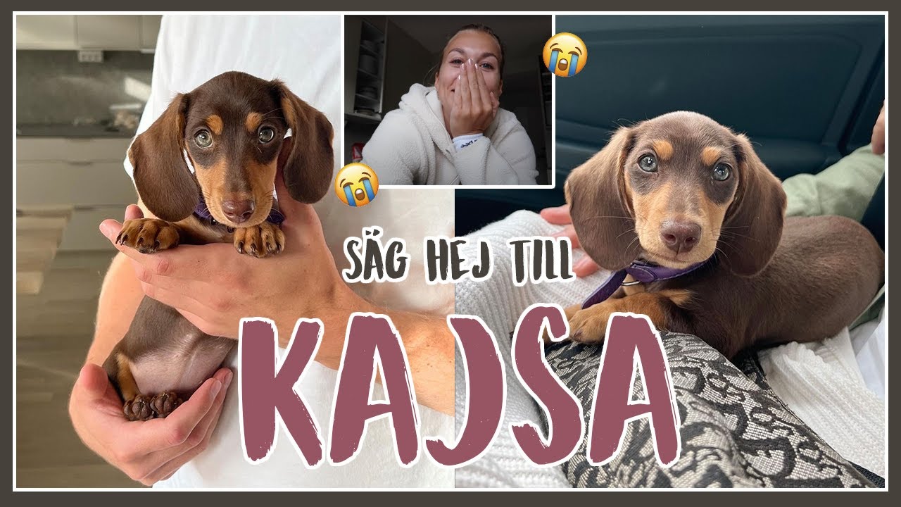 Säg hej till Kajsa 🐶 Vår nya hund!