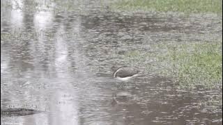 Australian Painted Snipe (Rostratula australis)