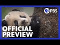 Preparing Captive Pandas for the Wild