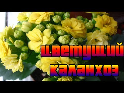 Как заставить цвести каланхоэ?Подготовка Каланхоэ к Сезону Цветения.