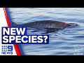 Possible new whale species found off Mexico | 9 News Australia