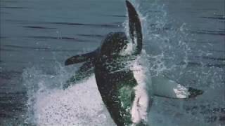 Планета Земля (2006). Атака большой белой акулы.
