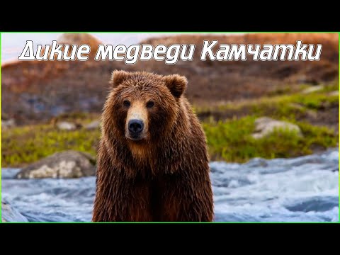 Видео: Камчатка: природа на региона, флора и фауна, интересни факти