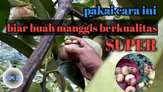 cara panen buah manggis yang benar