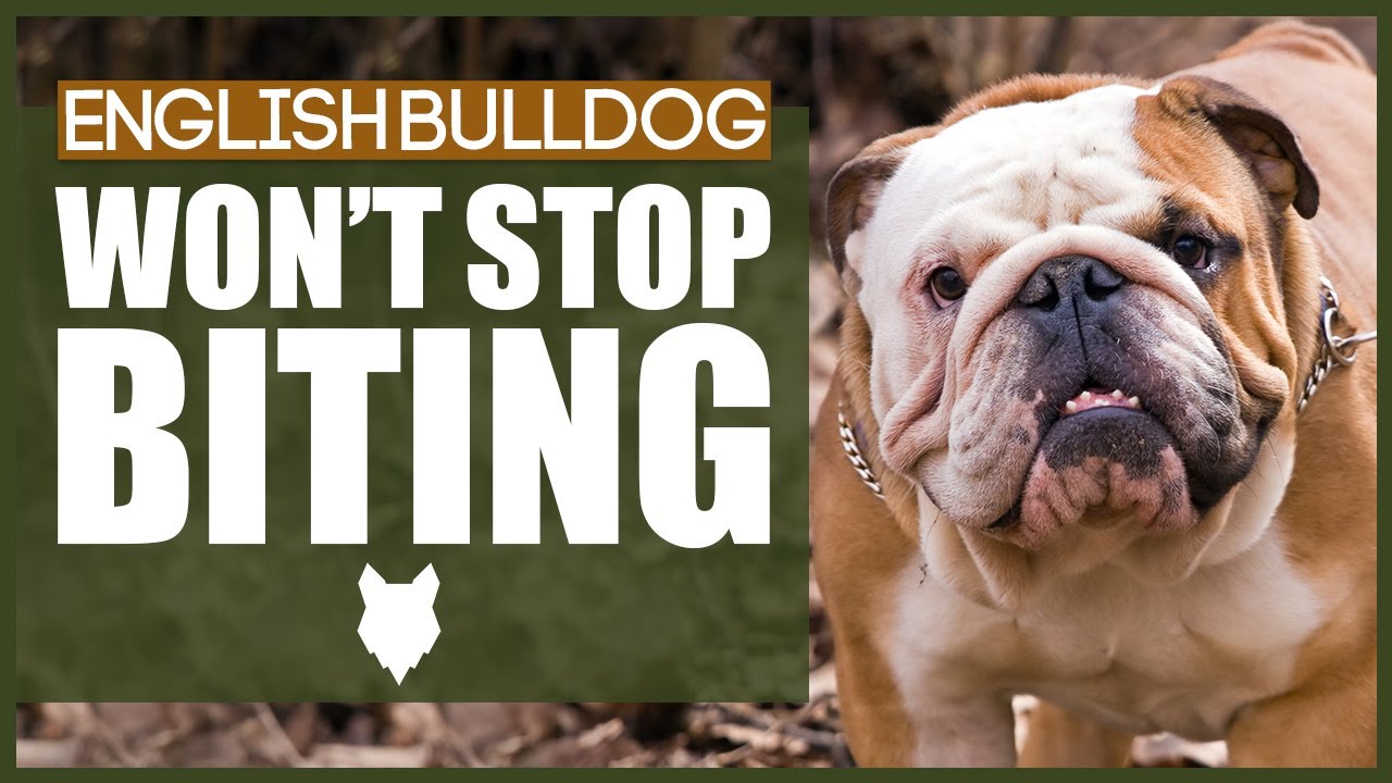 How Do You Train An English Bulldog Not To Bite