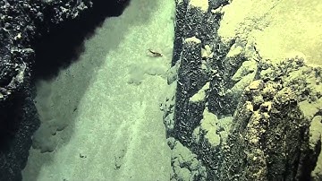 Squid Behavior | Nautilus Live