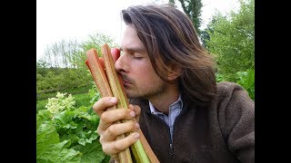 Rhubarb Harvesting - Everything you need to know