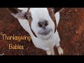 Babies! Nigerian Dwarf Goats - Our untraditional Thanksgiving Weekend