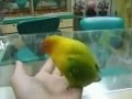 看A片的時候 別讓你的寵物看到XDD