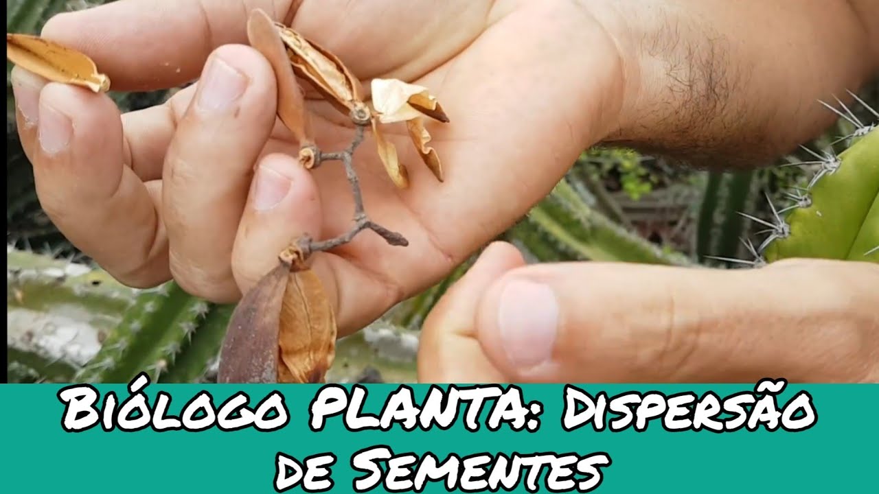 Biólogo PLANTA: Dispersão de Sementes